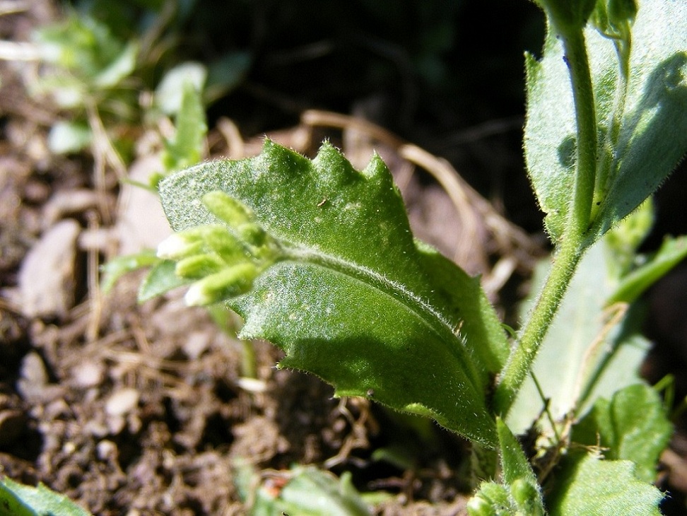 alpina subsp. alpina